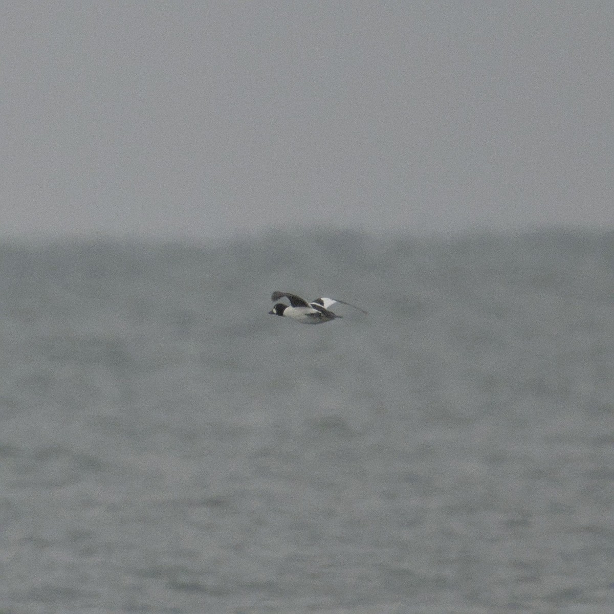 ホオジロガモ - ML646670078