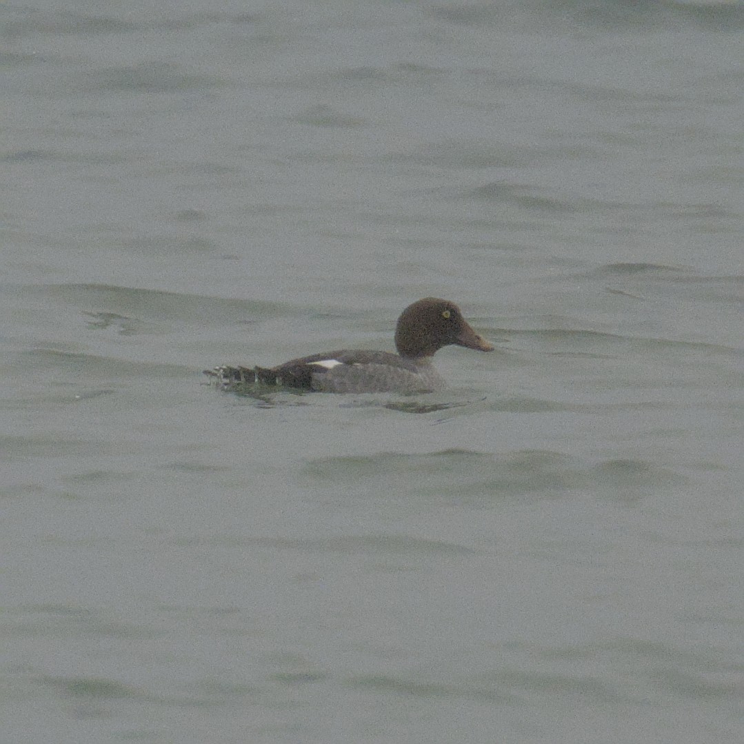 ホオジロガモ - ML646670079