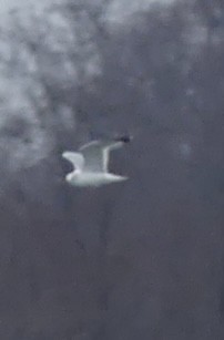 gull sp. - ML646670080