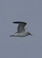 gull sp. - ML646670081