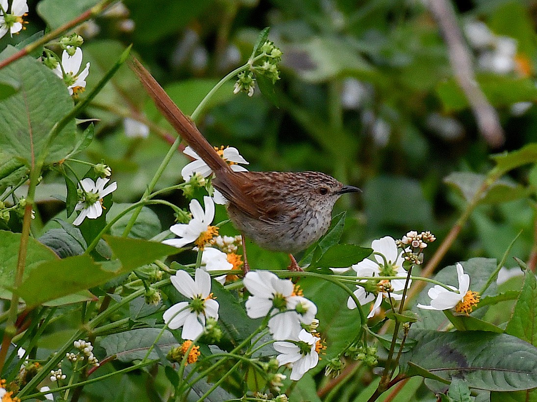 Striped Prinia - ML646670084