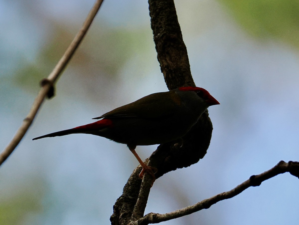 Амадина-рубінчик червоноброва - ML646670085