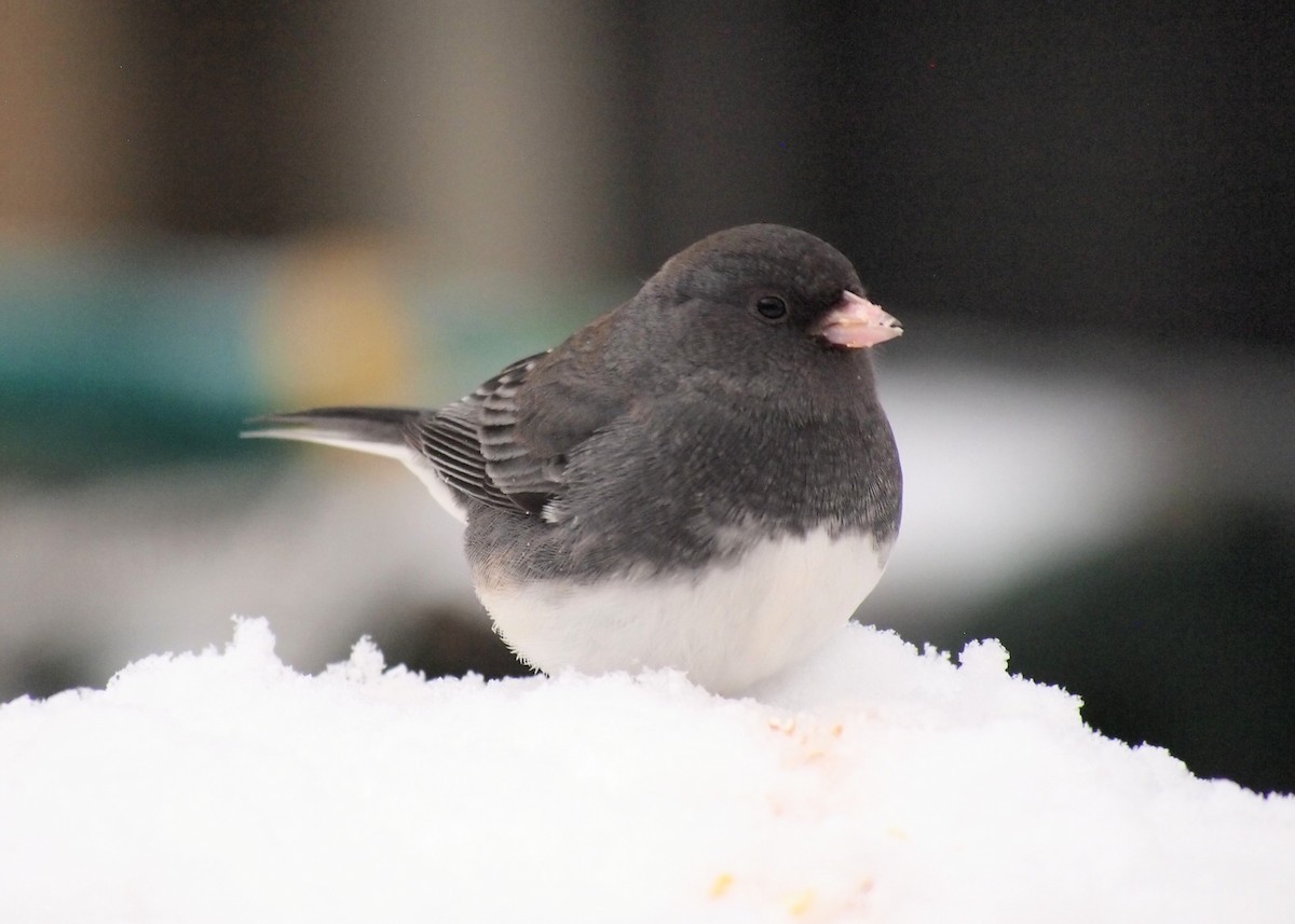Dark-eyed Junco - ML646670086