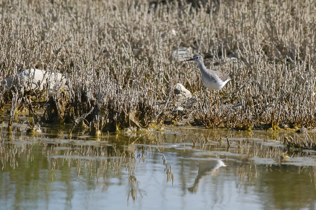 Коловодник жовтоногий - ML646670090