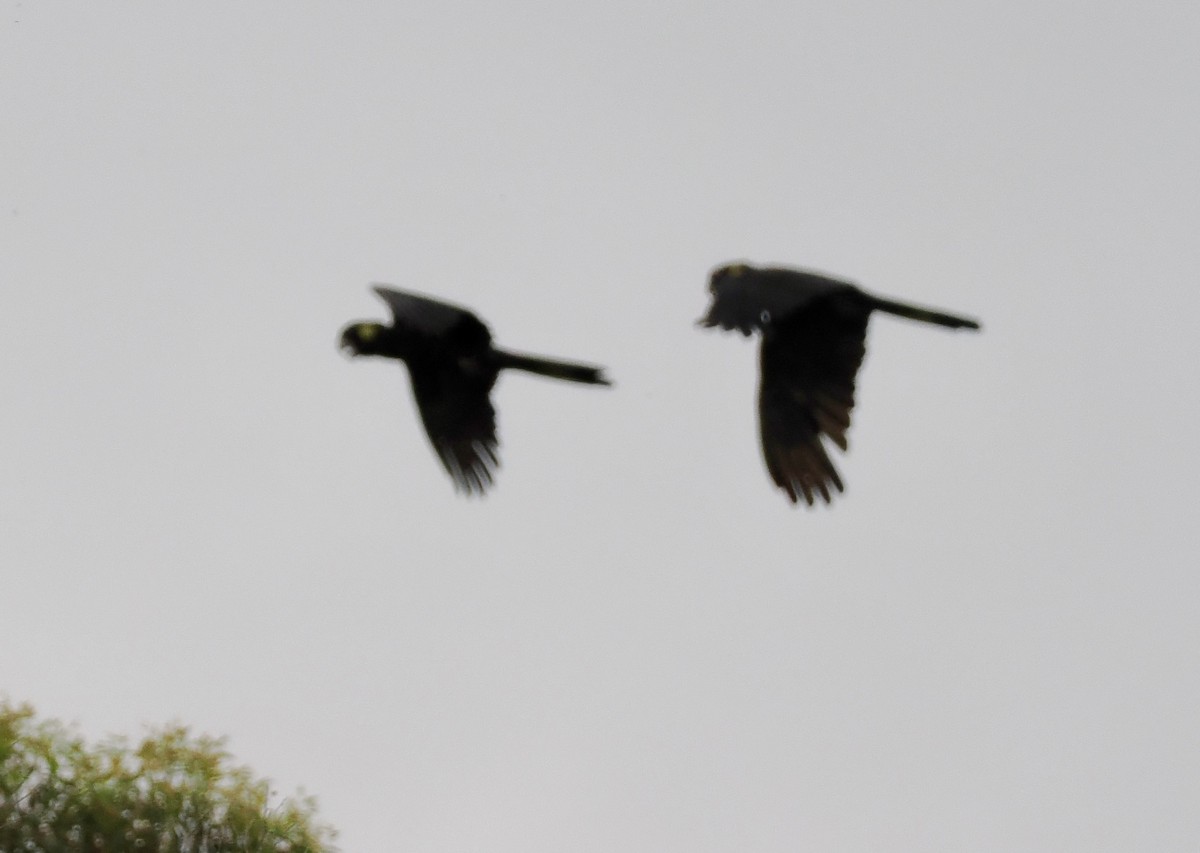 Какатоїс жовтохвостий - ML646670091