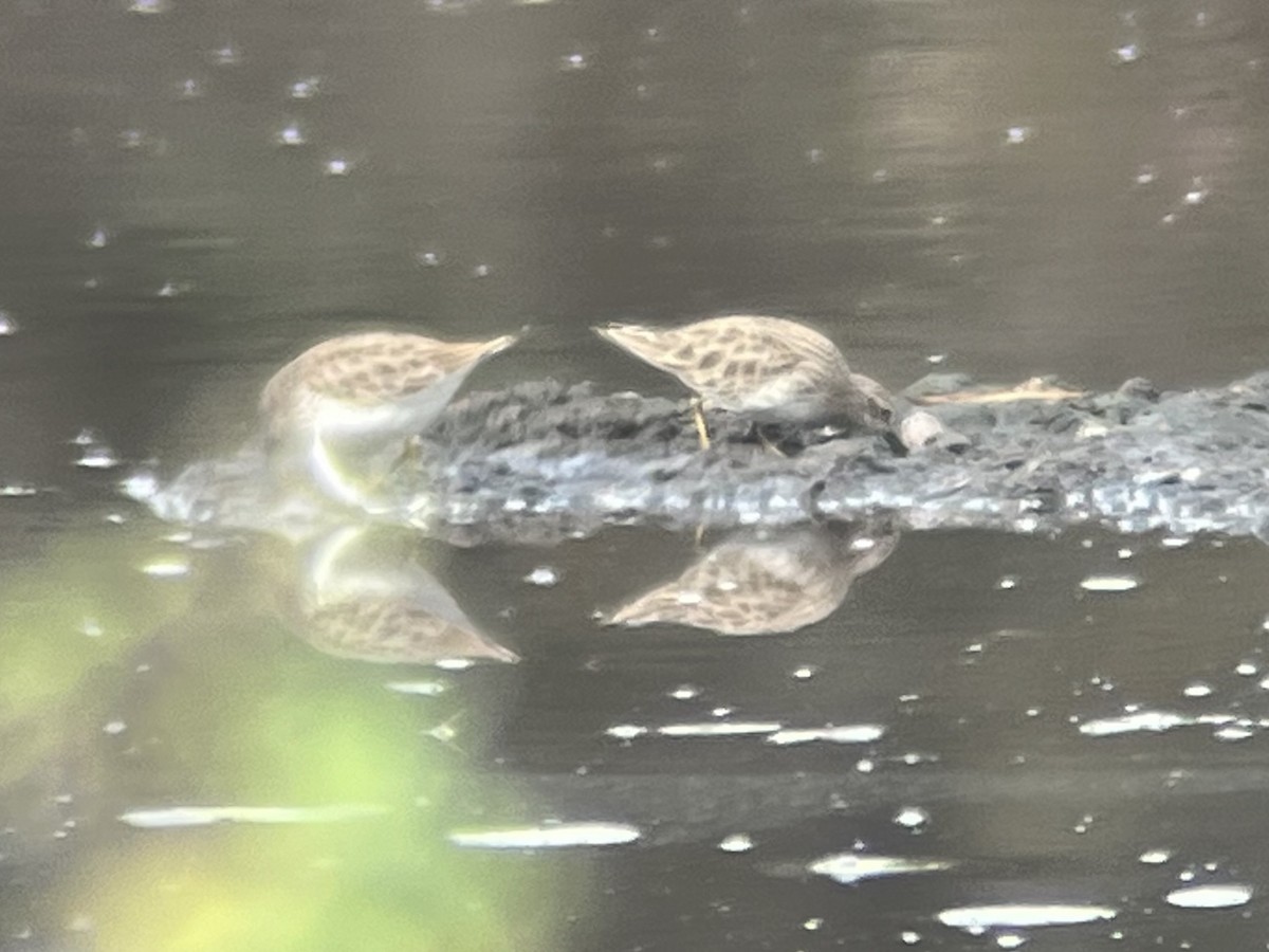 Wiesenstrandläufer - ML646670094