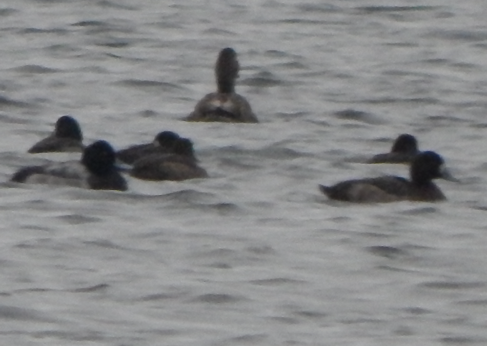 Porrón Bola - ML646670114