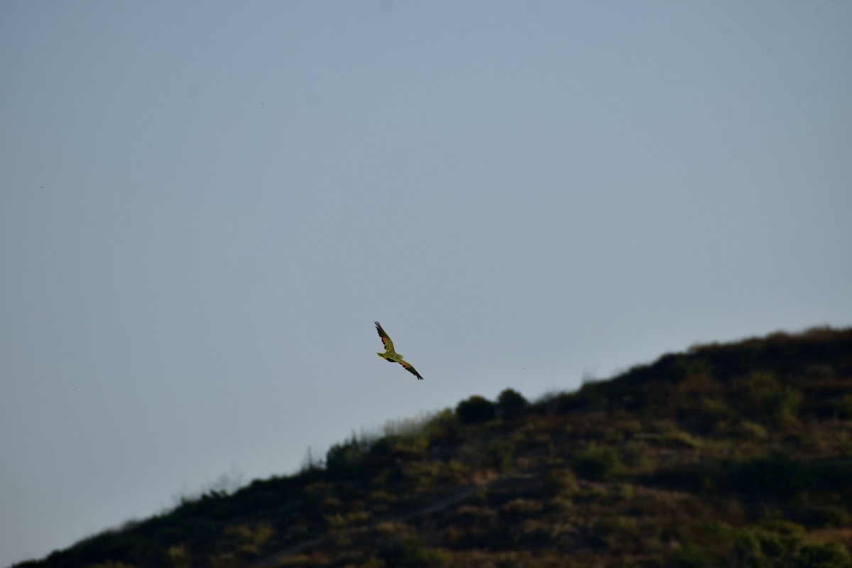 Lilac-crowned Amazon - ML646670117