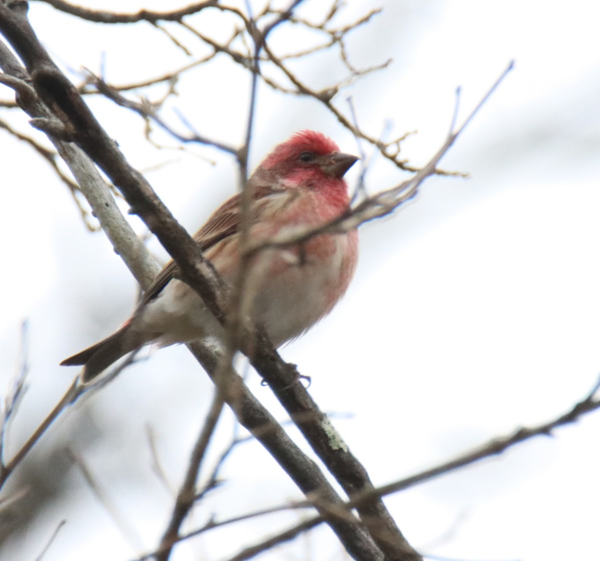 hýl nachový - ML646670118