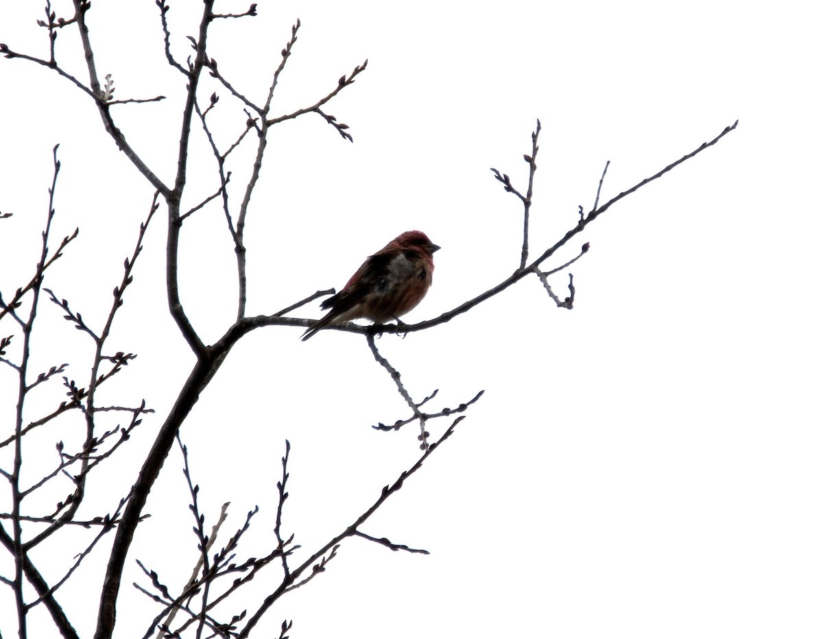 hýl nachový - ML646670120