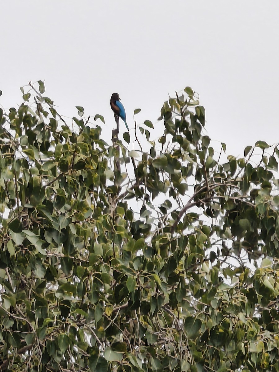 White-throated Kingfisher - ML646670121