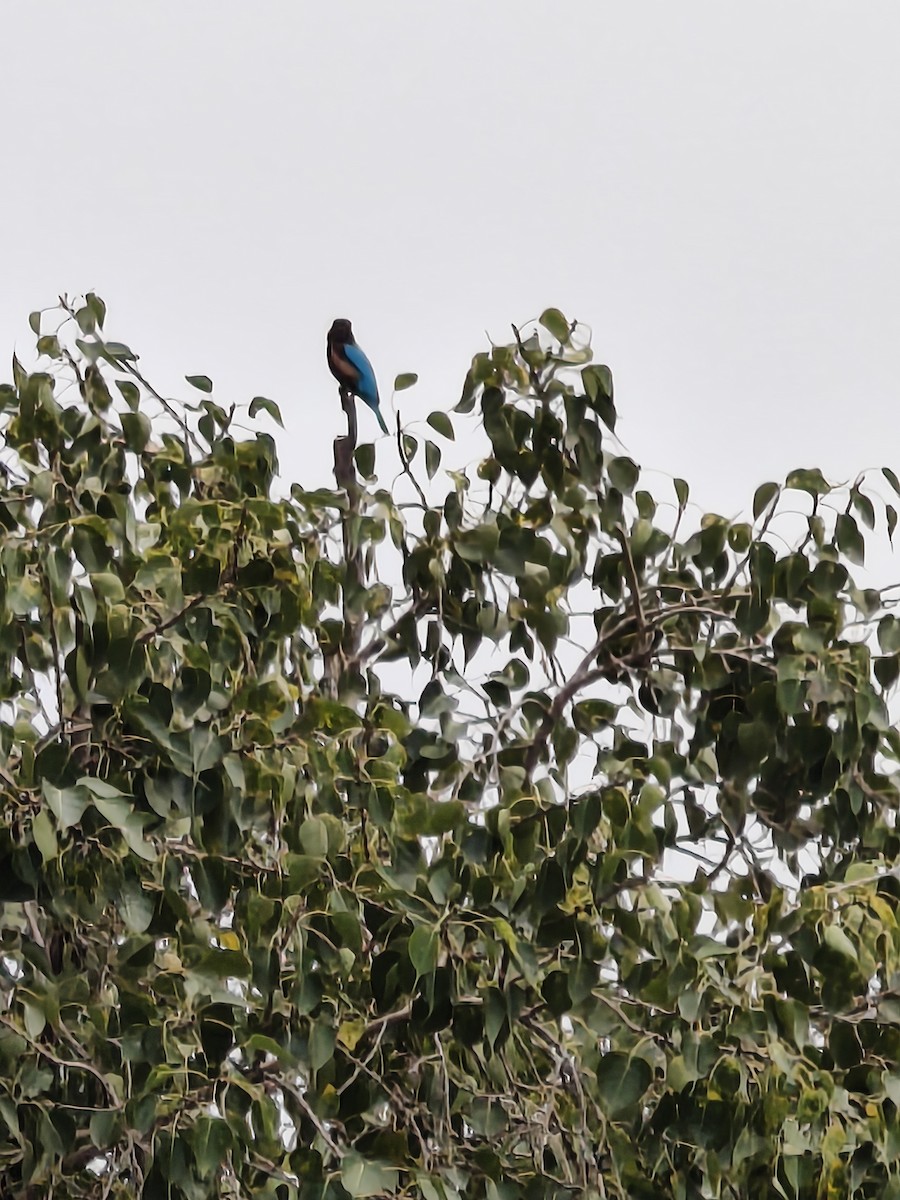 White-throated Kingfisher - ML646670122