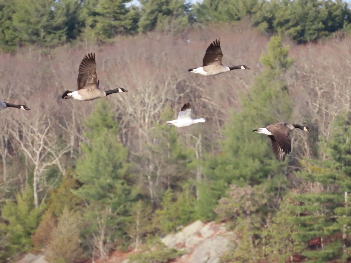 Ánsar de Ross - ML646670123