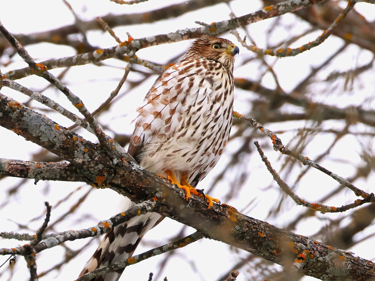 Cooper's Hawk - ML646670124