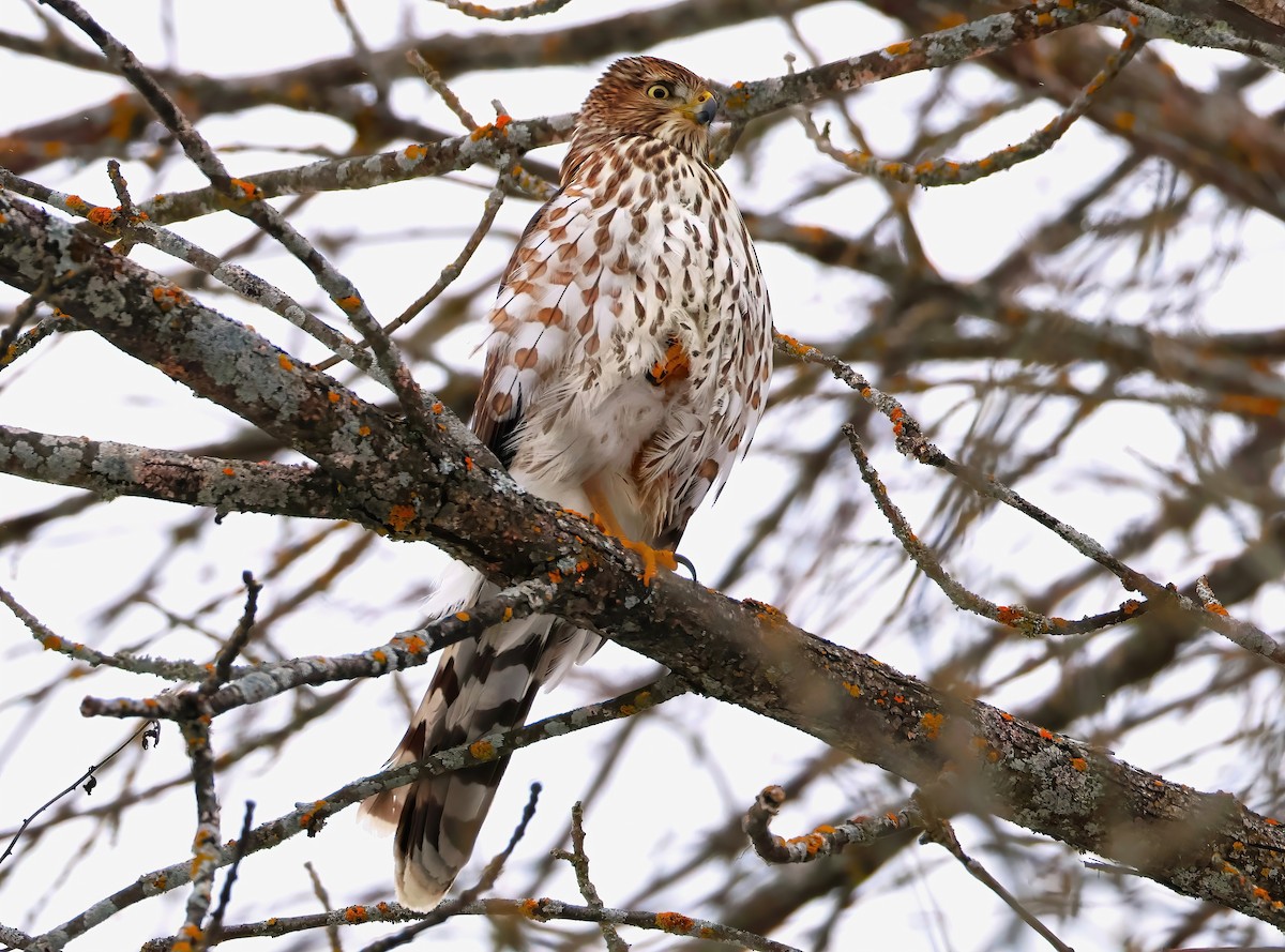 Cooper's Hawk - ML646670125