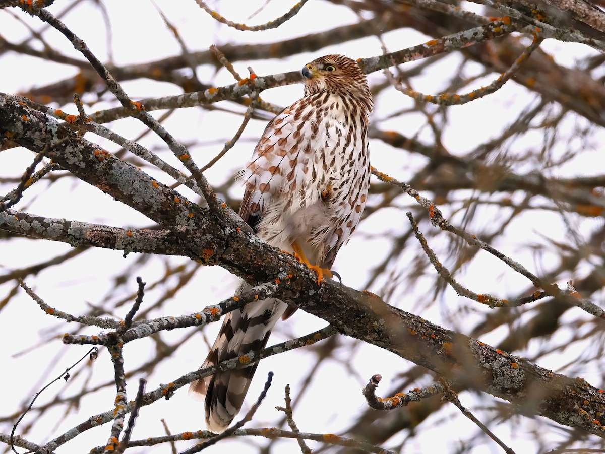 Cooper's Hawk - ML646670126