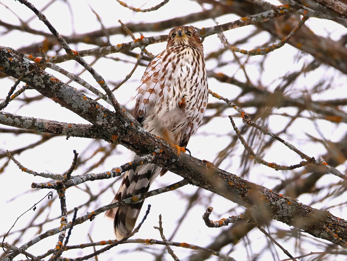 Cooper's Hawk - ML646670127