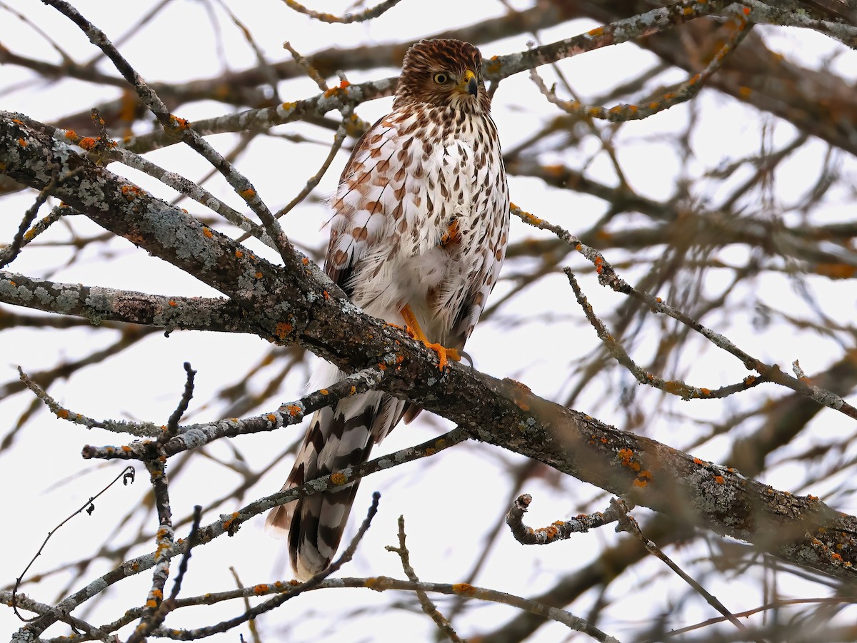 Cooper's Hawk - ML646670128