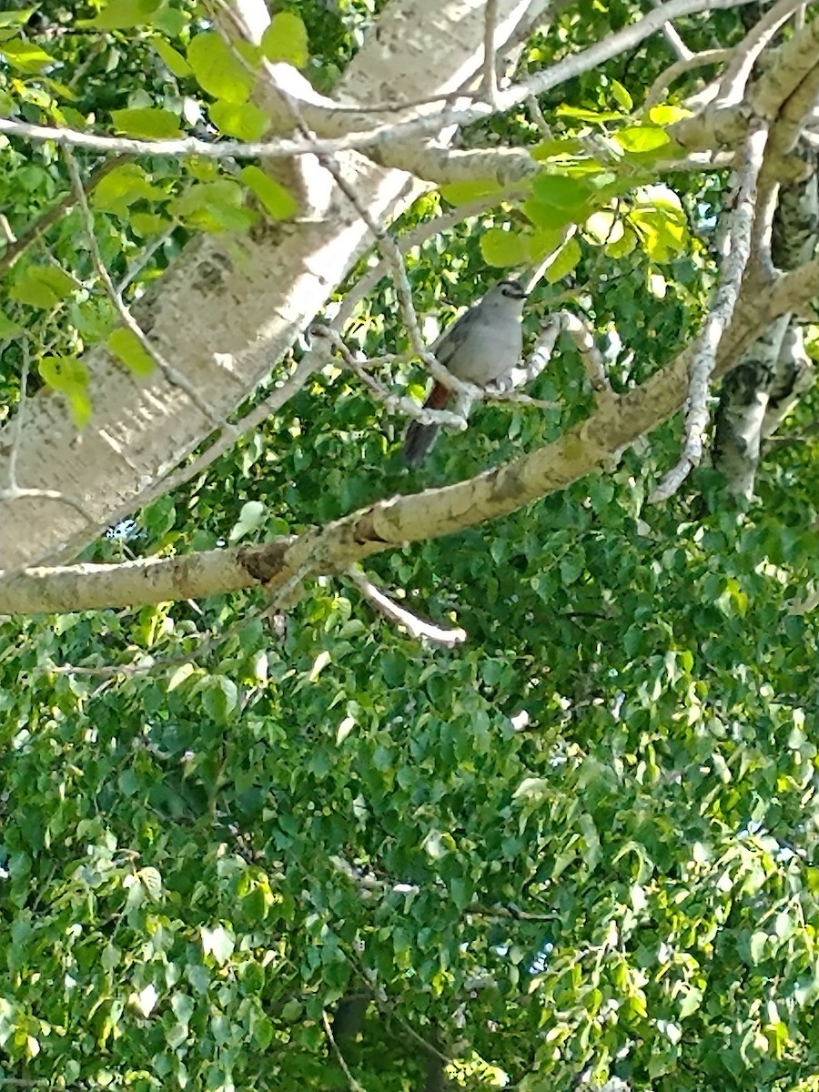 Pájaro Gato Gris - ML646670129