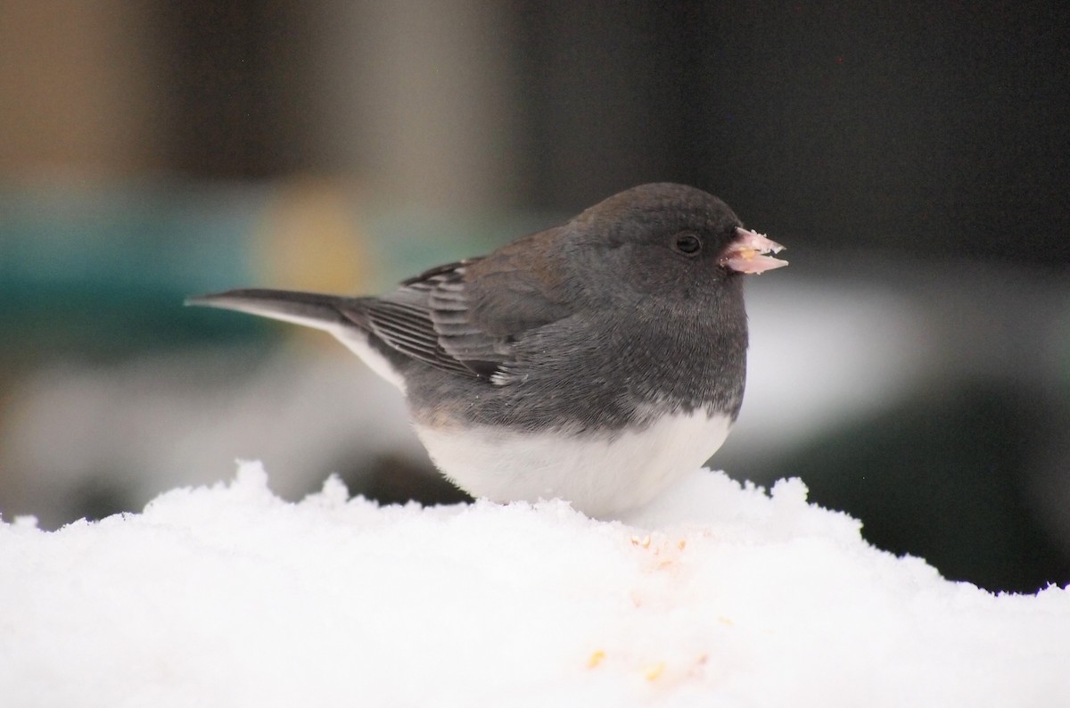Dark-eyed Junco - ML646670130