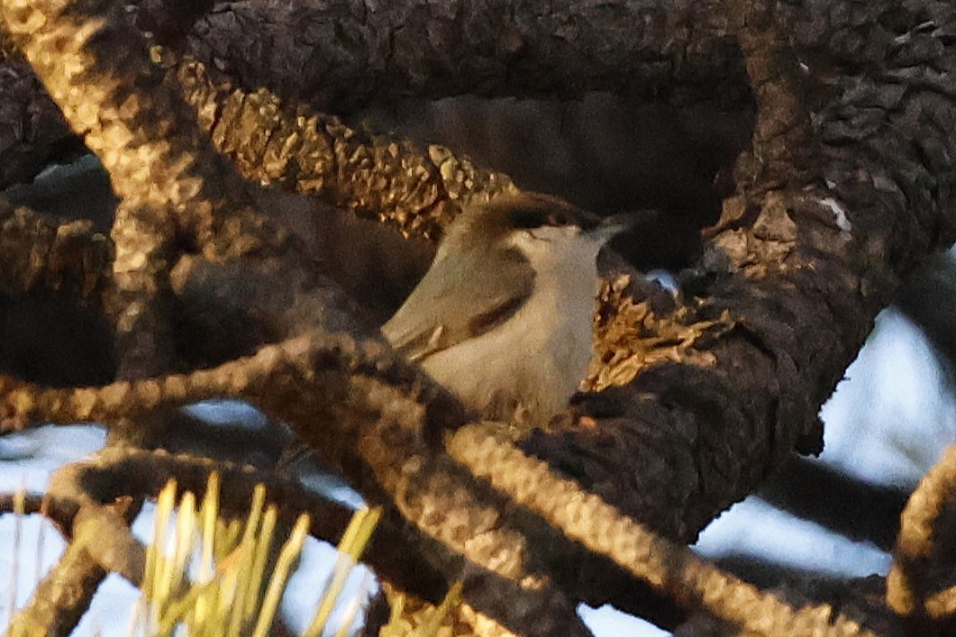 brhlík drobný - ML646670132