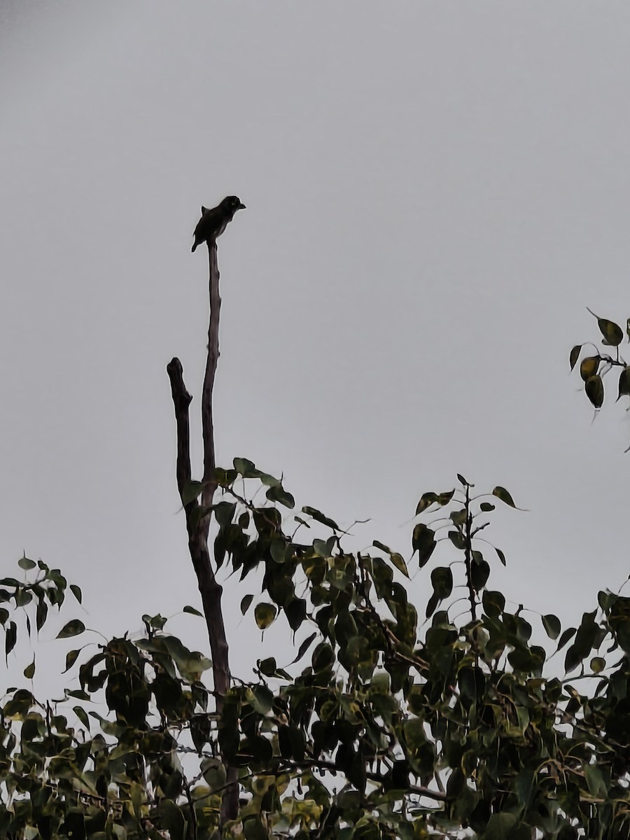 Coppersmith Barbet - ML646670133