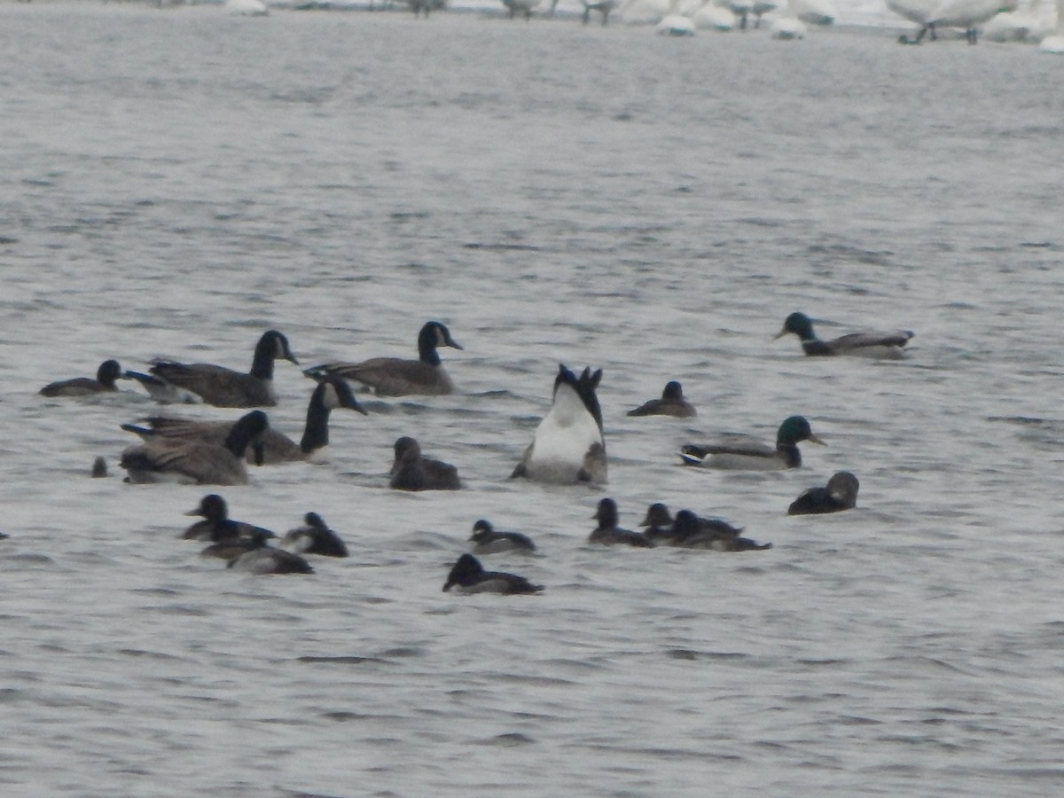 Porrón Bola - ML646670135