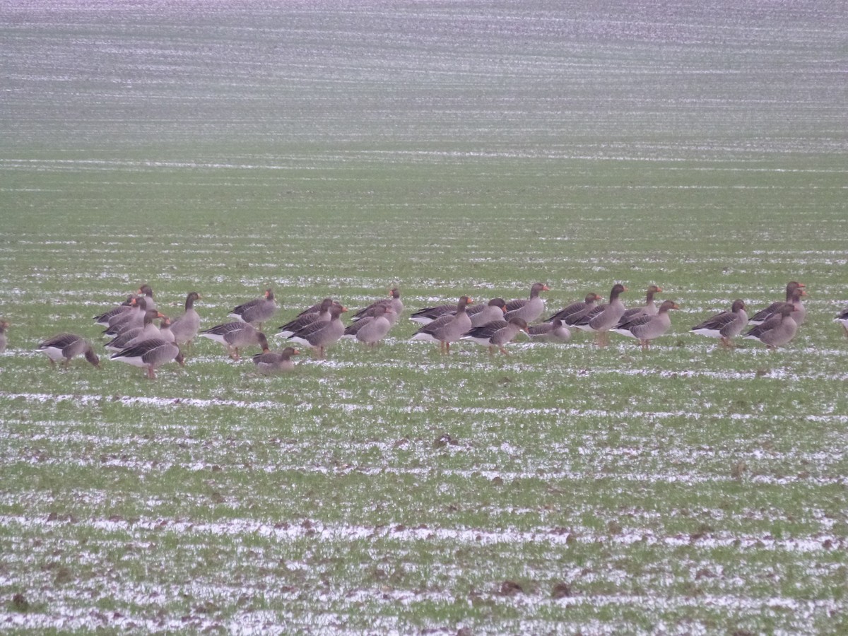 grågås - ML646670136