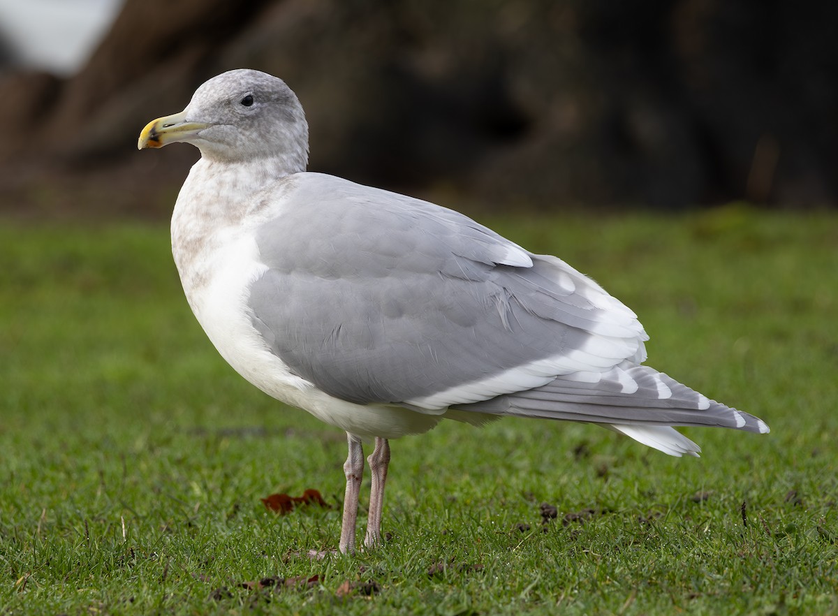 Western x Glaucous-winged Gull (hybrid) - ML646670137