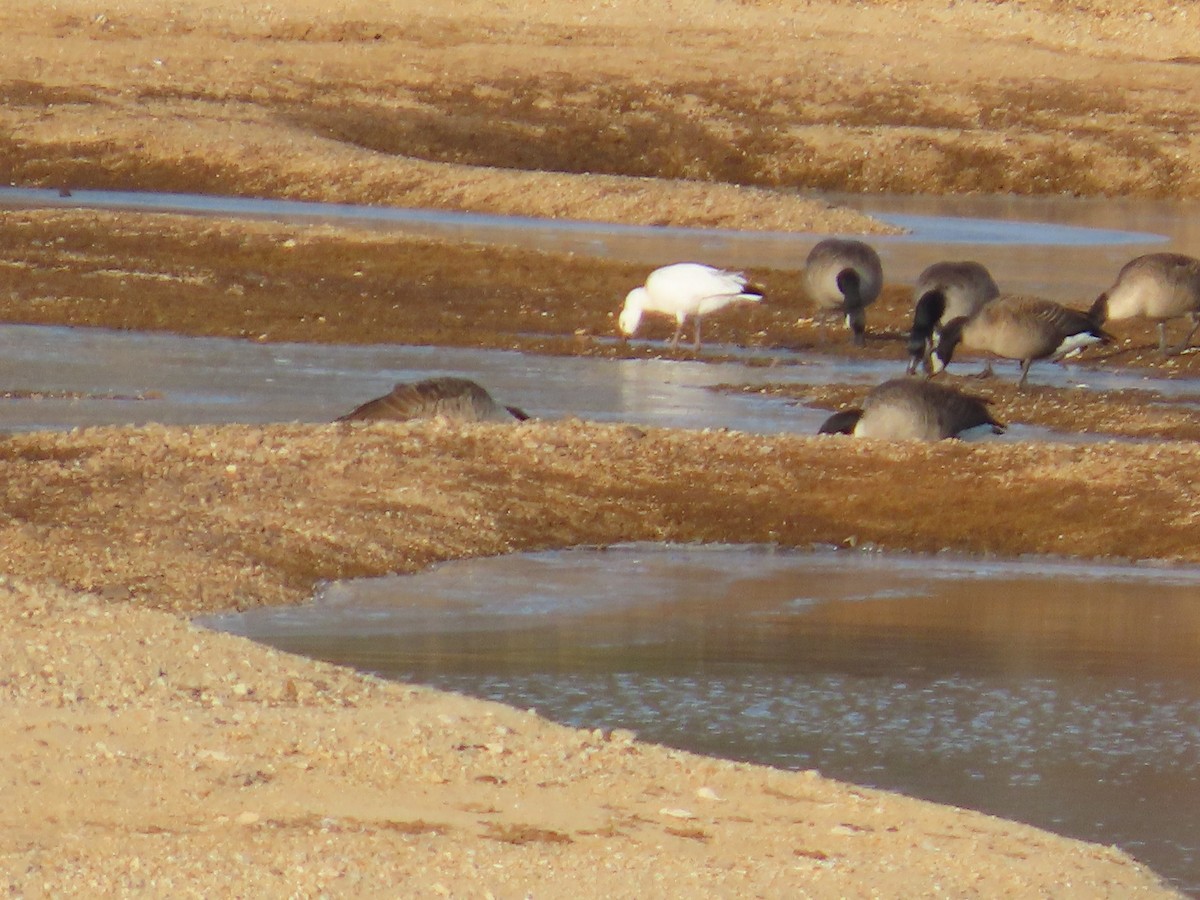 Ánsar de Ross - ML646670138