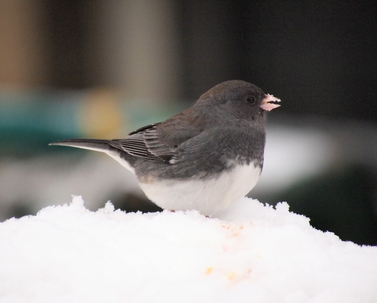 Dark-eyed Junco - ML646670146