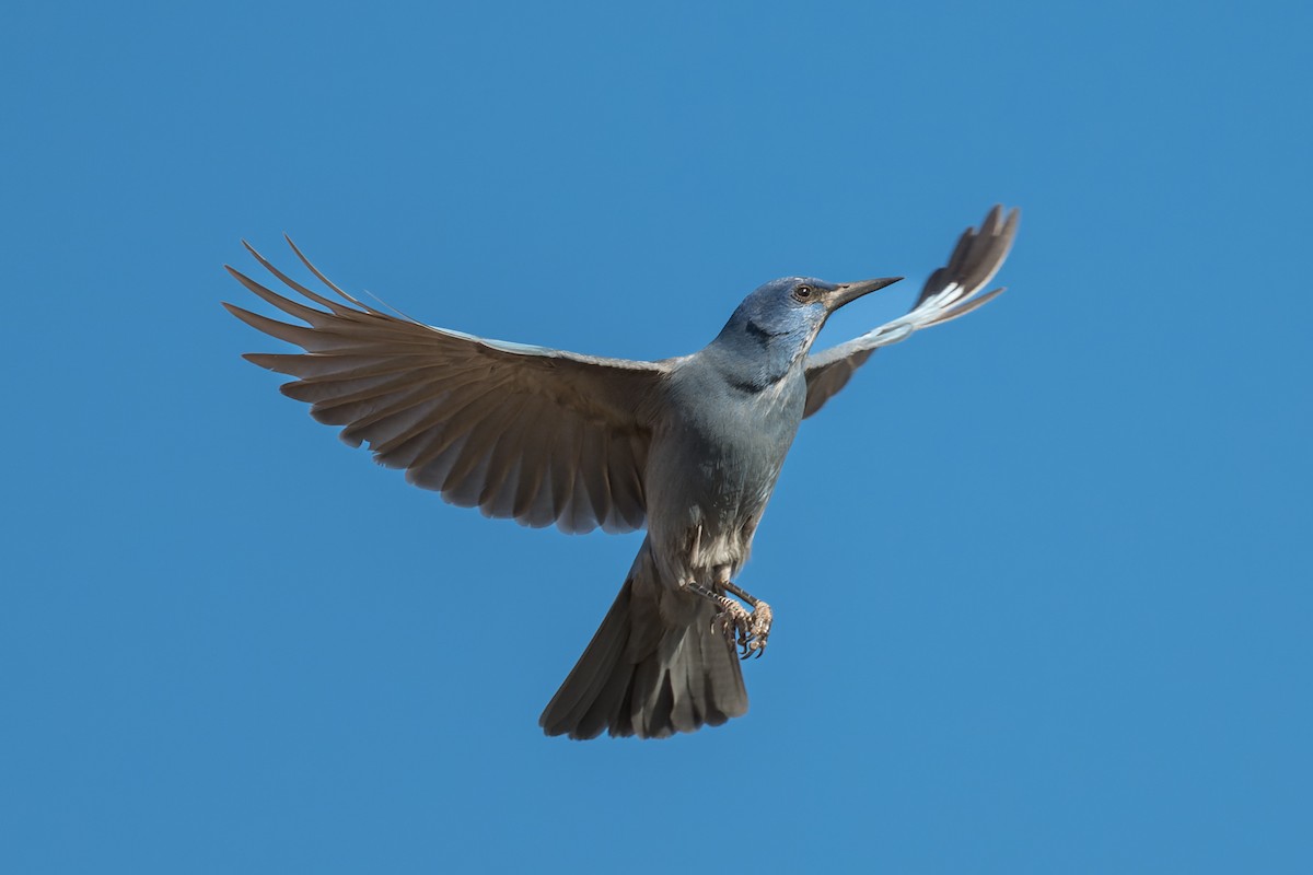 Chara Piñonera - ML646670147