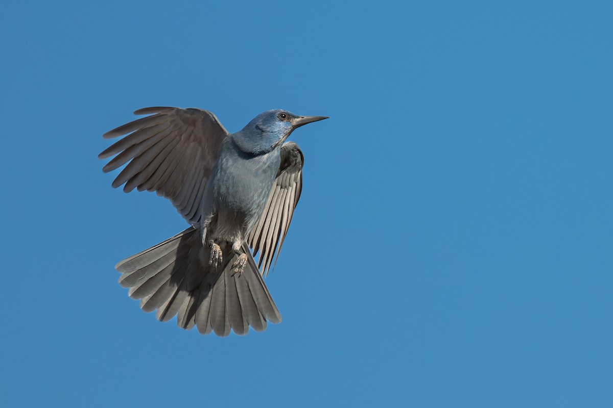 Chara Piñonera - ML646670148