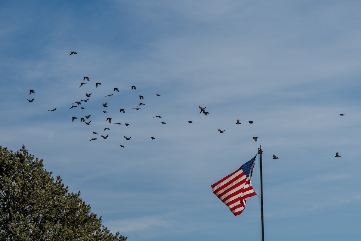 Chara Piñonera - ML646670149