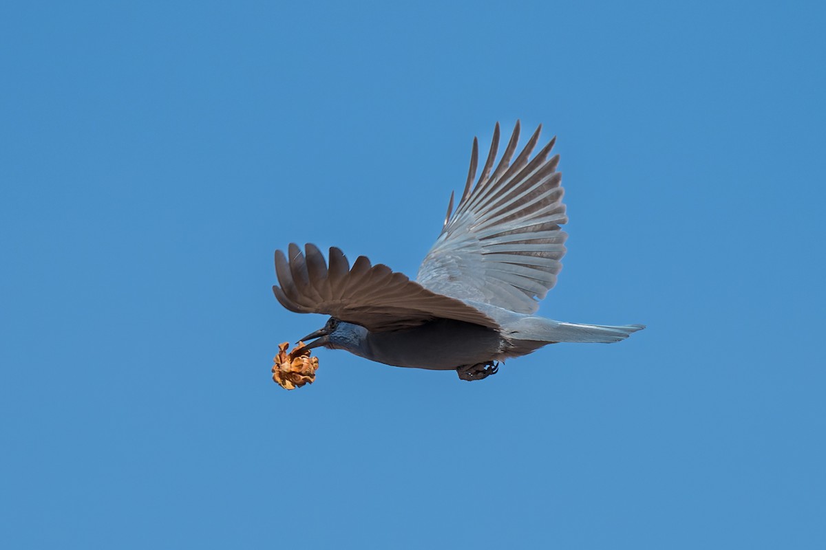 Chara Piñonera - ML646670150