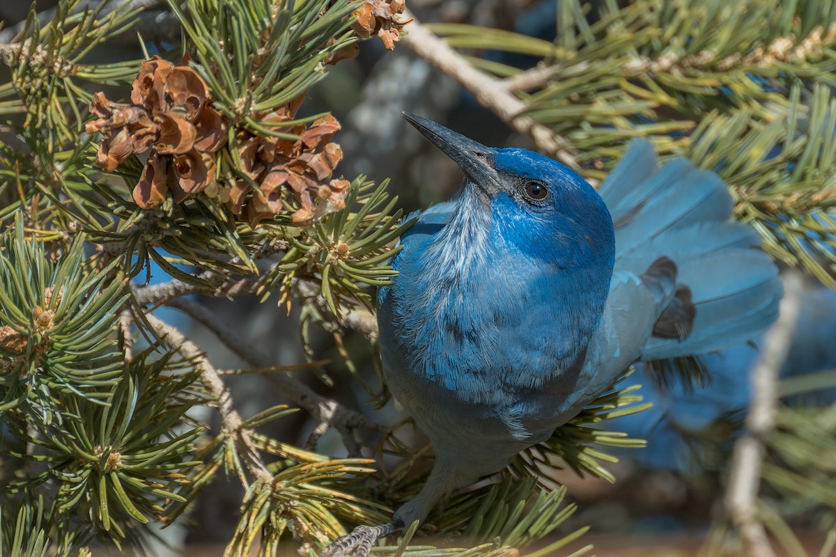 Chara Piñonera - ML646670151