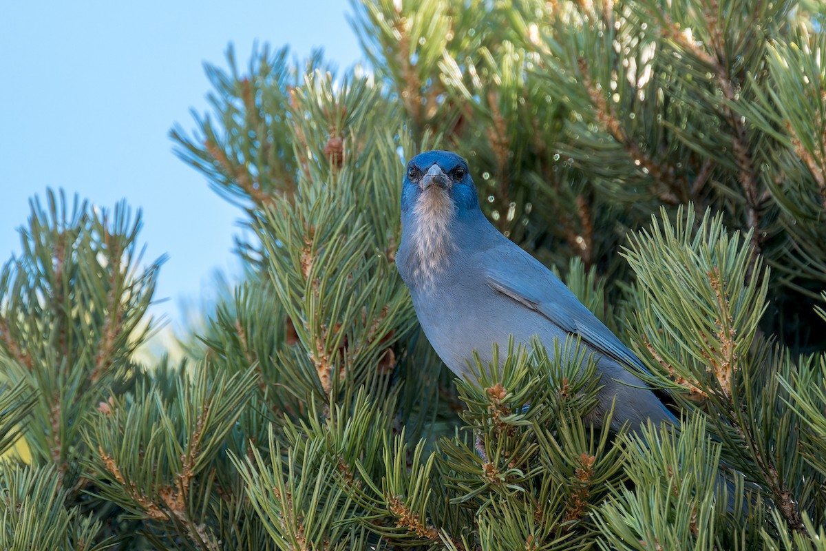 Chara Piñonera - ML646670152