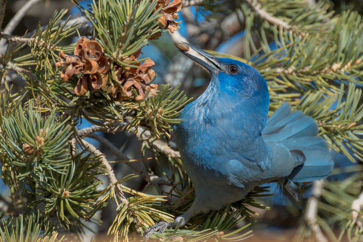 Chara Piñonera - ML646670153