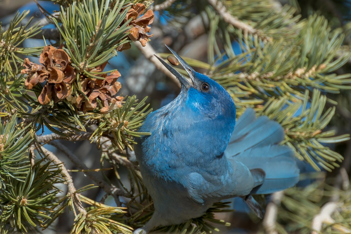 Chara Piñonera - ML646670154