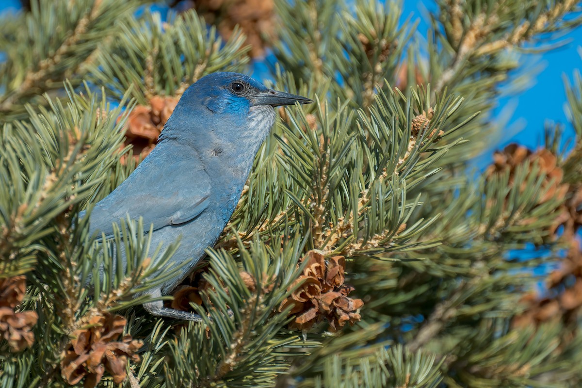 Chara Piñonera - ML646670155