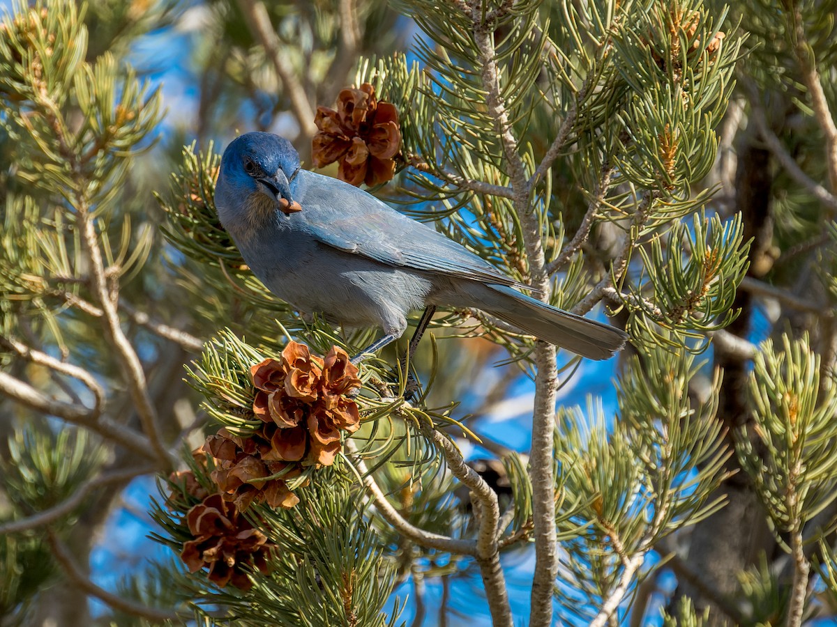 Chara Piñonera - ML646670156