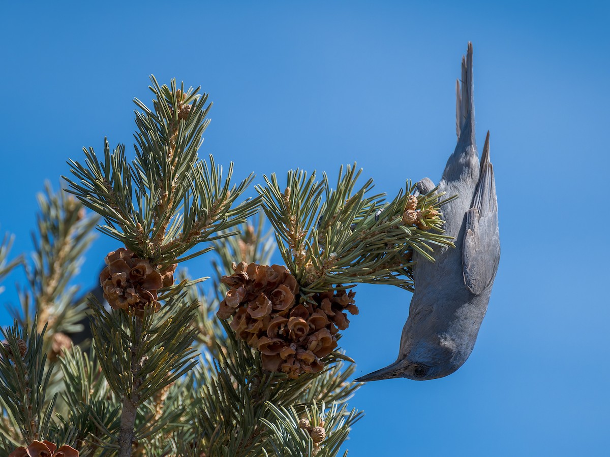 Chara Piñonera - ML646670157