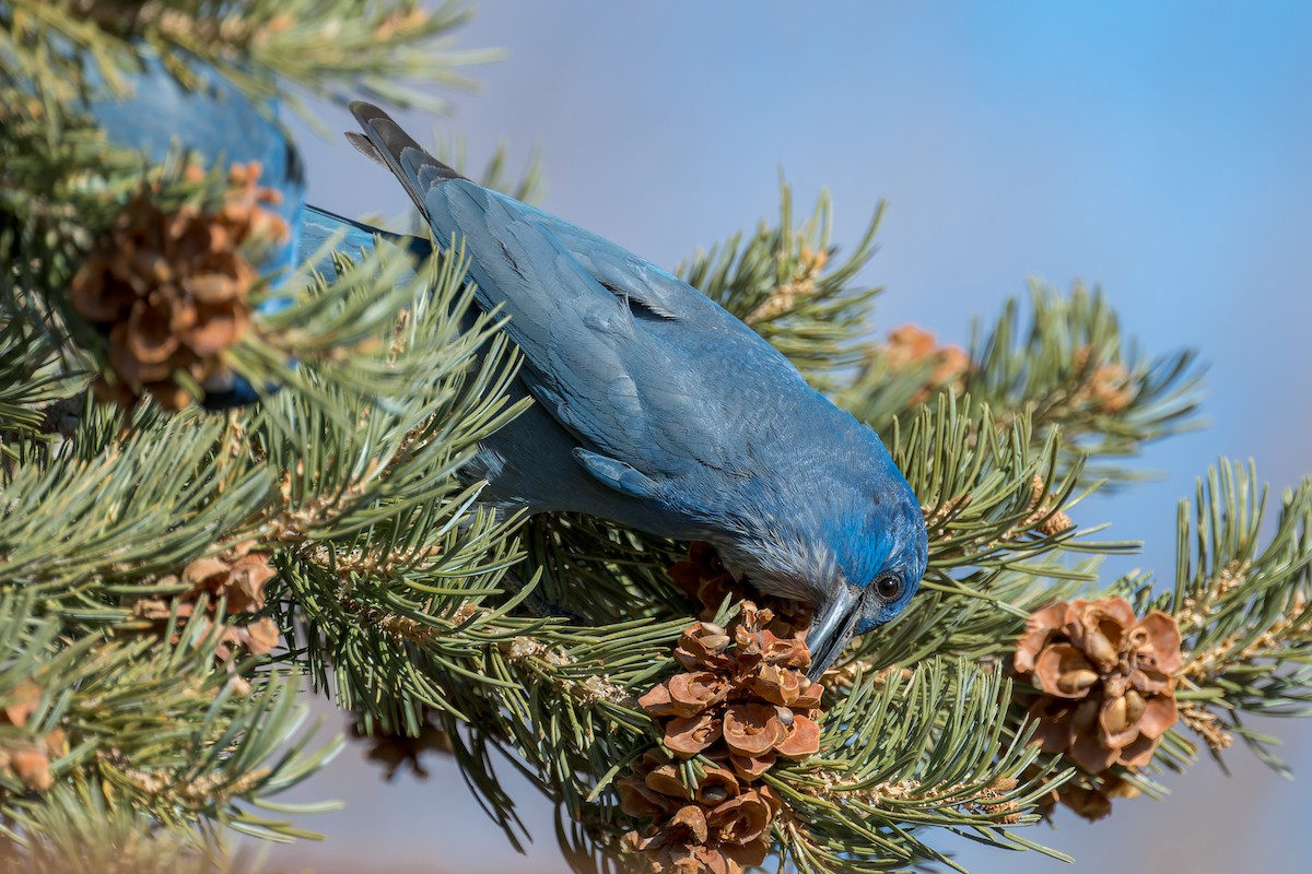 Chara Piñonera - ML646670158