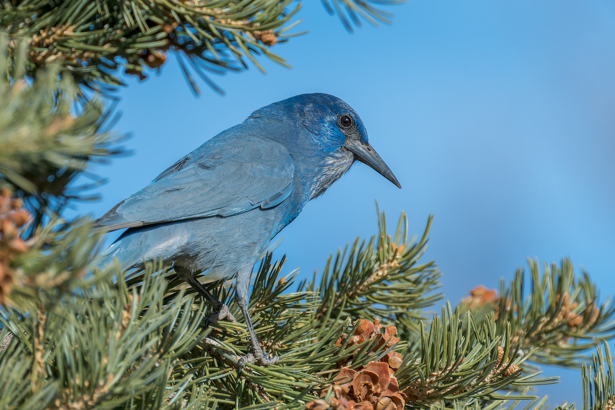 Chara Piñonera - ML646670159