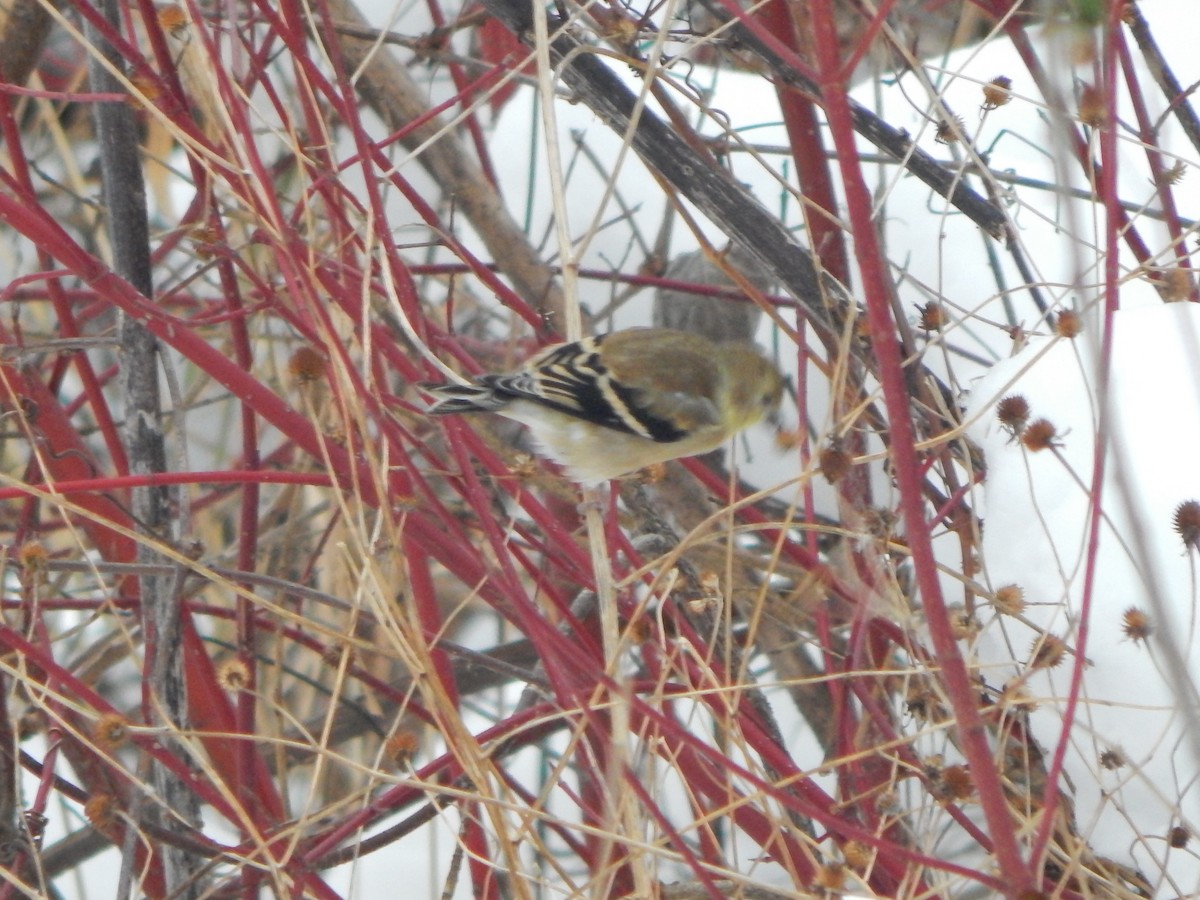 Jilguero Yanqui - ML646670160