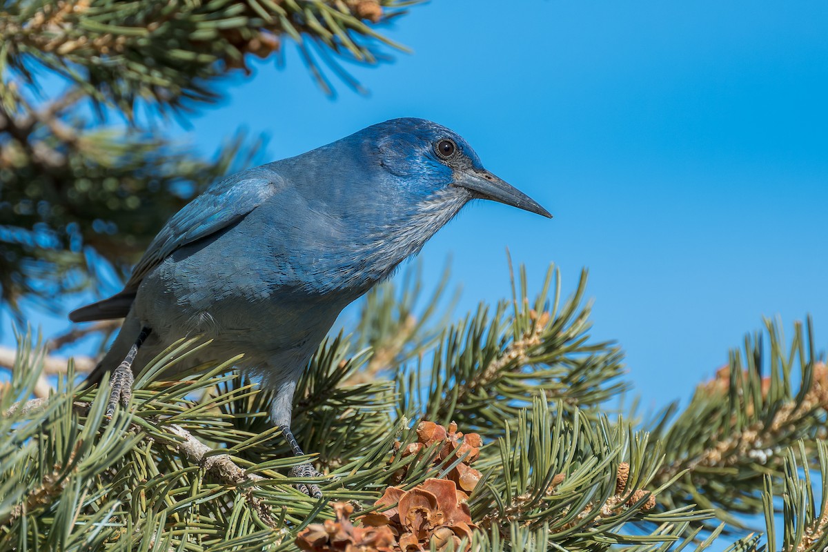 Chara Piñonera - ML646670161