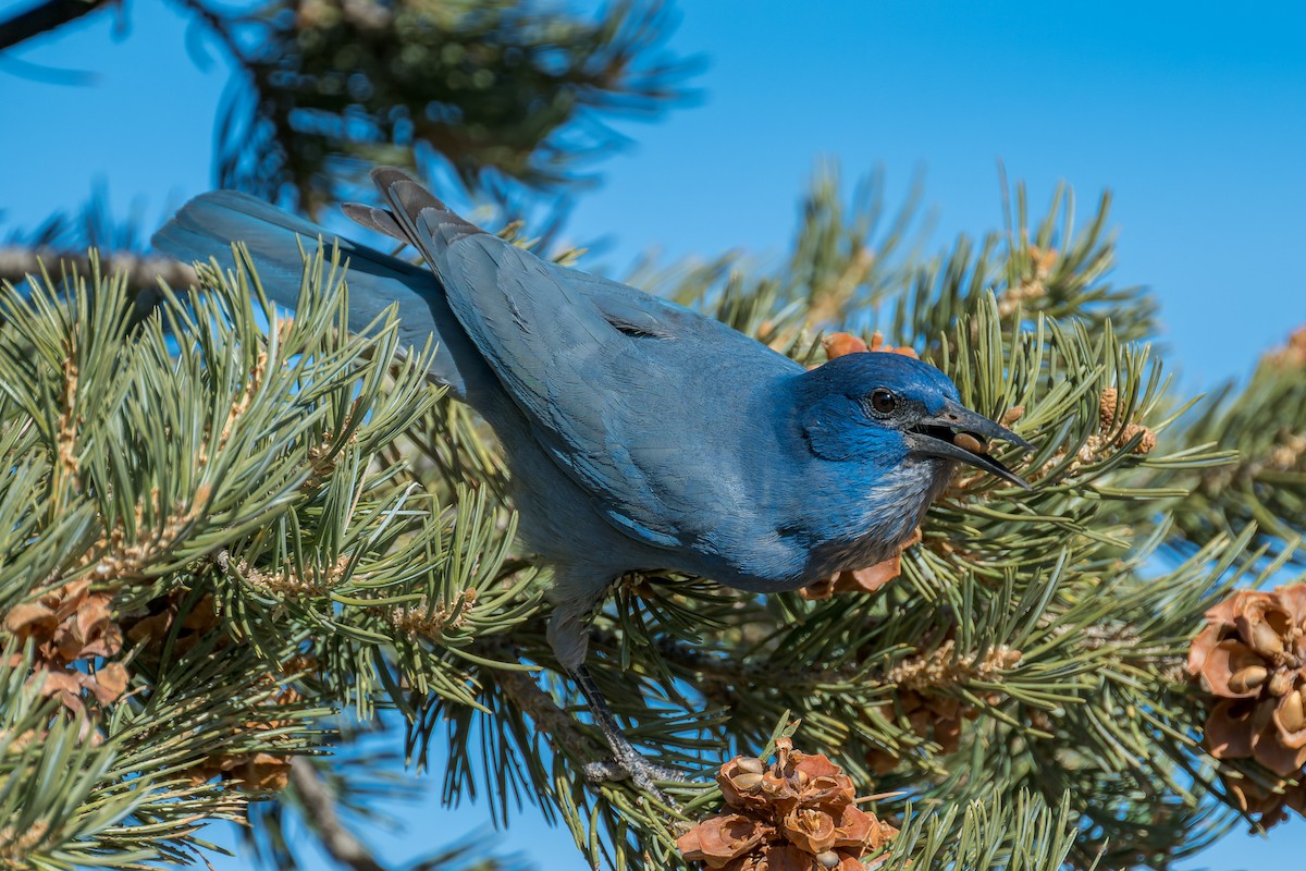 Chara Piñonera - ML646670162