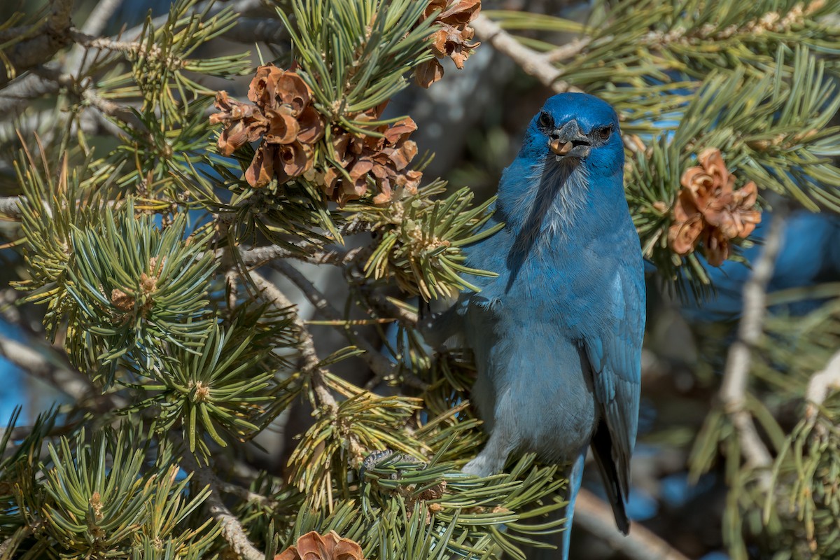 Chara Piñonera - ML646670163