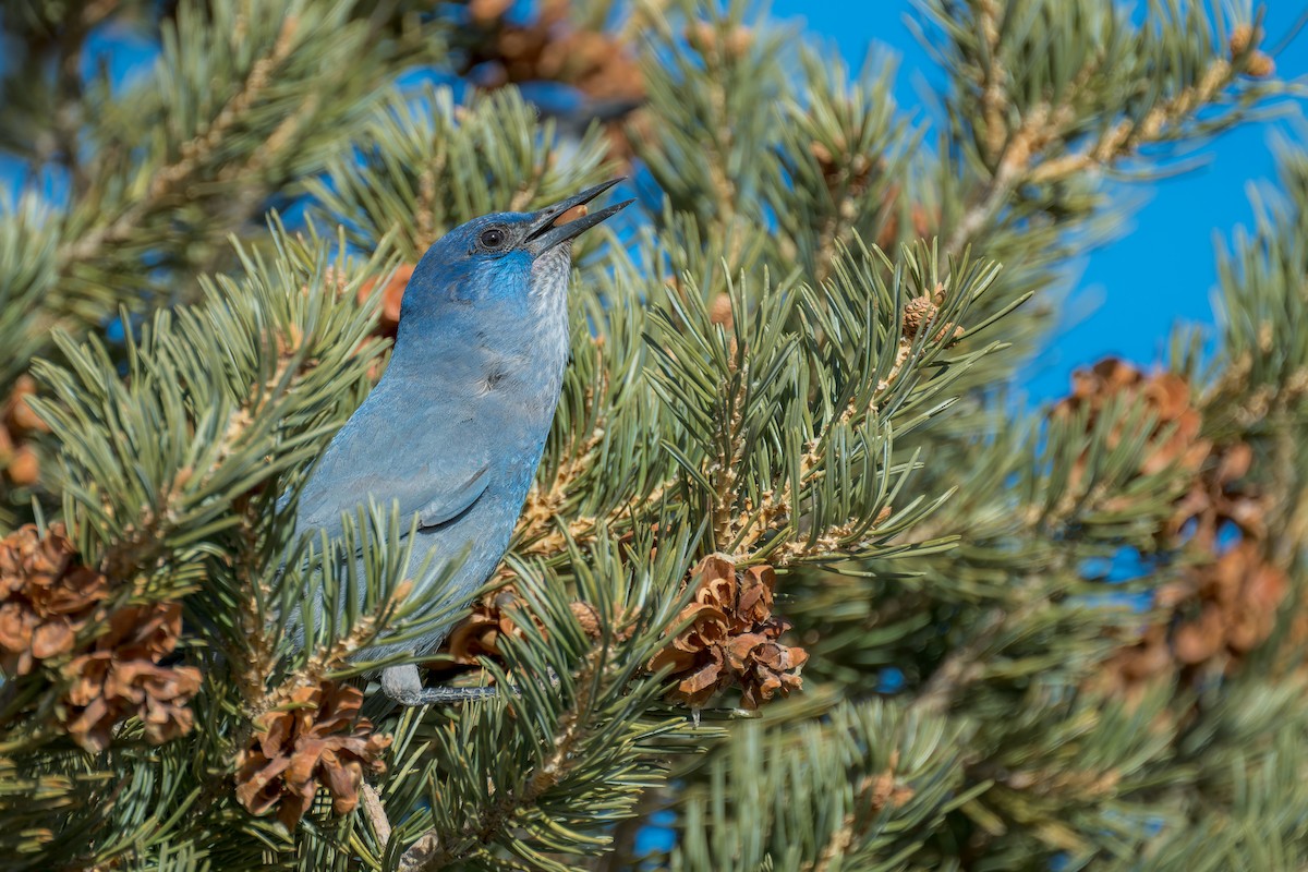 Chara Piñonera - ML646670164