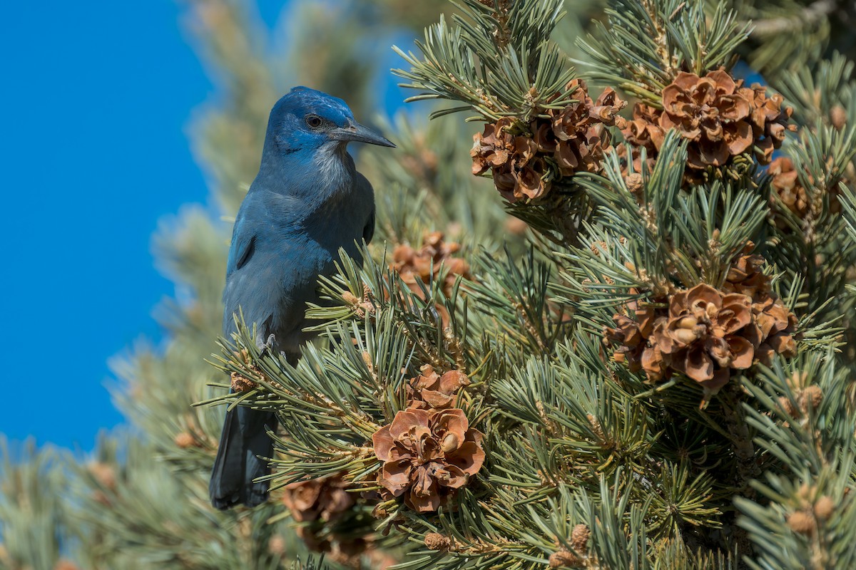 Chara Piñonera - ML646670166